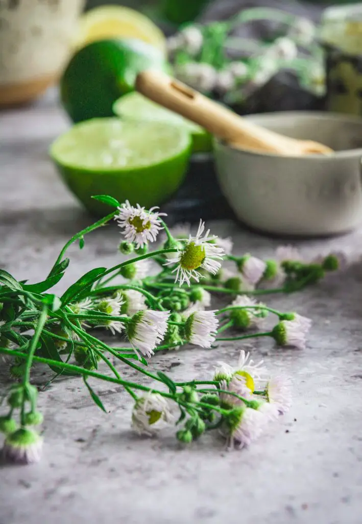 Green and white flowers on table